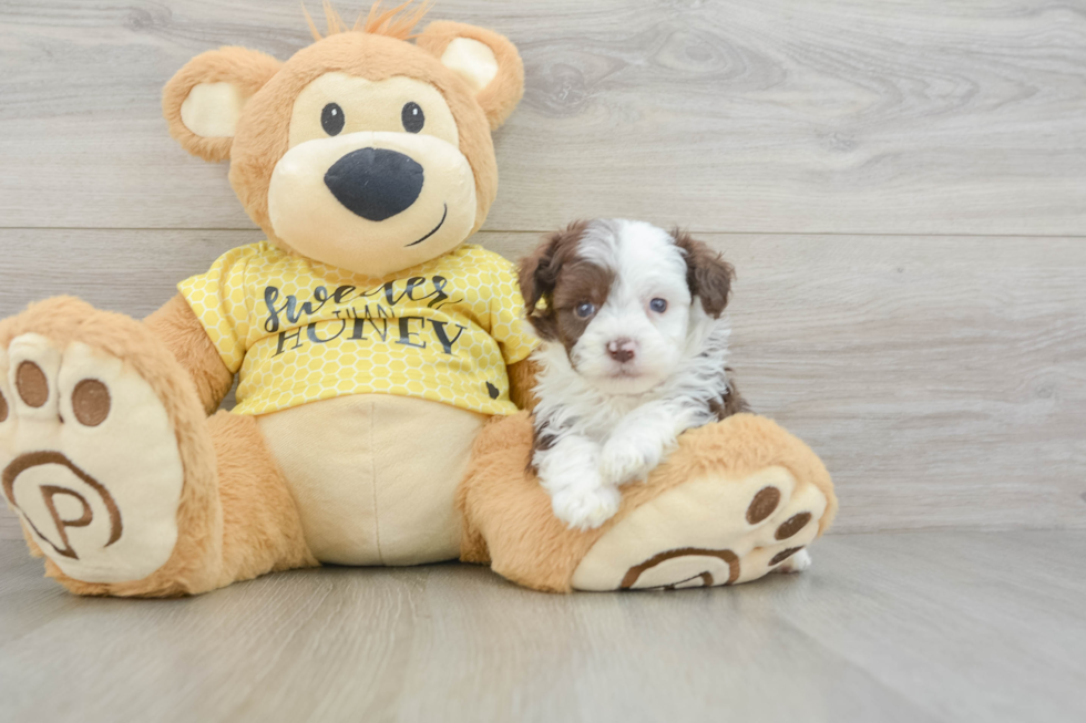 Mini Aussiedoodle Puppy for Adoption