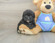 7 week old Mini Aussiedoodle Puppy For Sale - Lone Star Pups
