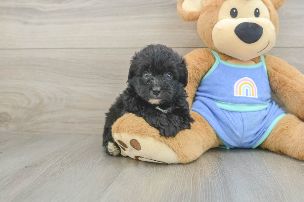 5 week old Mini Aussiedoodle Puppy For Sale - Lone Star Pups