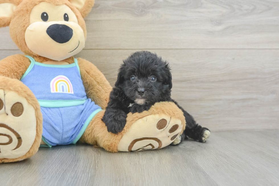 Small Mini Aussiedoodle Baby