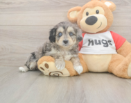 7 week old Mini Aussiedoodle Puppy For Sale - Lone Star Pups