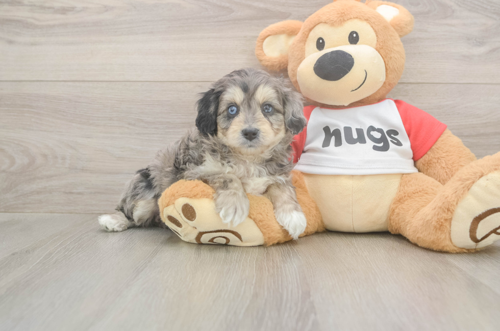 5 week old Mini Aussiedoodle Puppy For Sale - Lone Star Pups