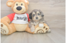 Mini Aussiedoodle Puppy for Adoption