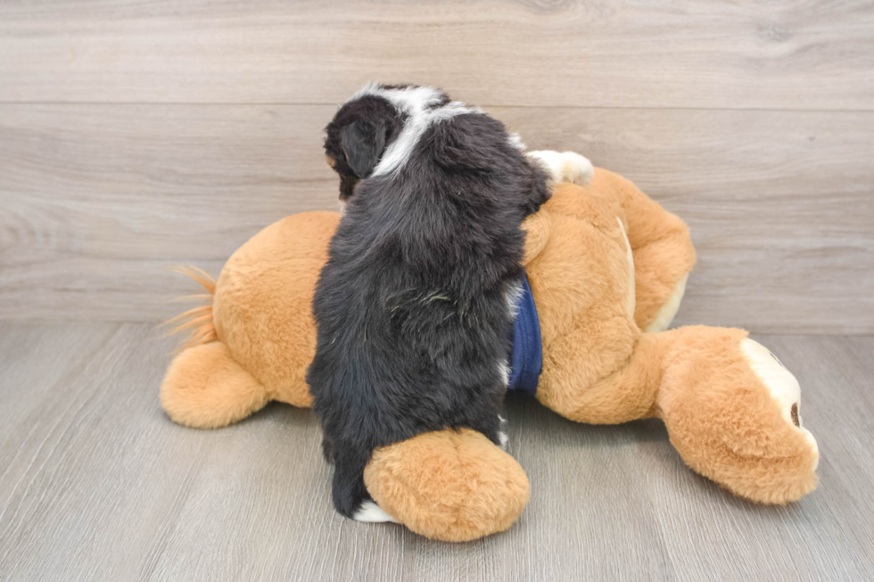 Funny Mini Aussiedoodle Poodle Mix Pup