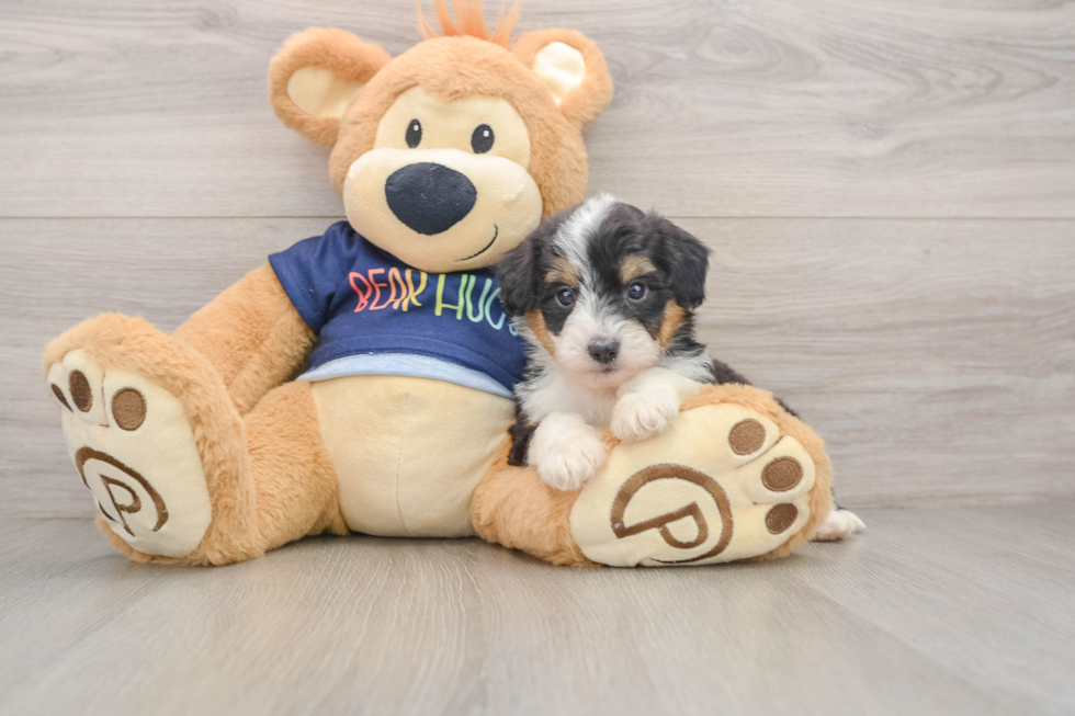 Mini Aussiedoodle Pup Being Cute