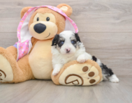 6 week old Mini Aussiedoodle Puppy For Sale - Lone Star Pups