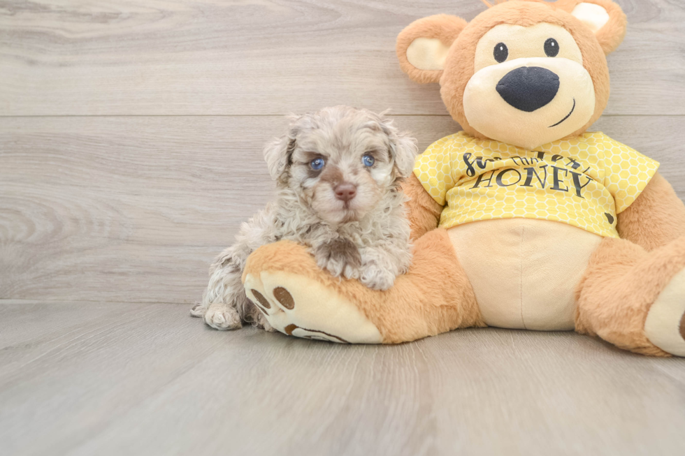 Mini Aussiedoodle Puppy for Adoption