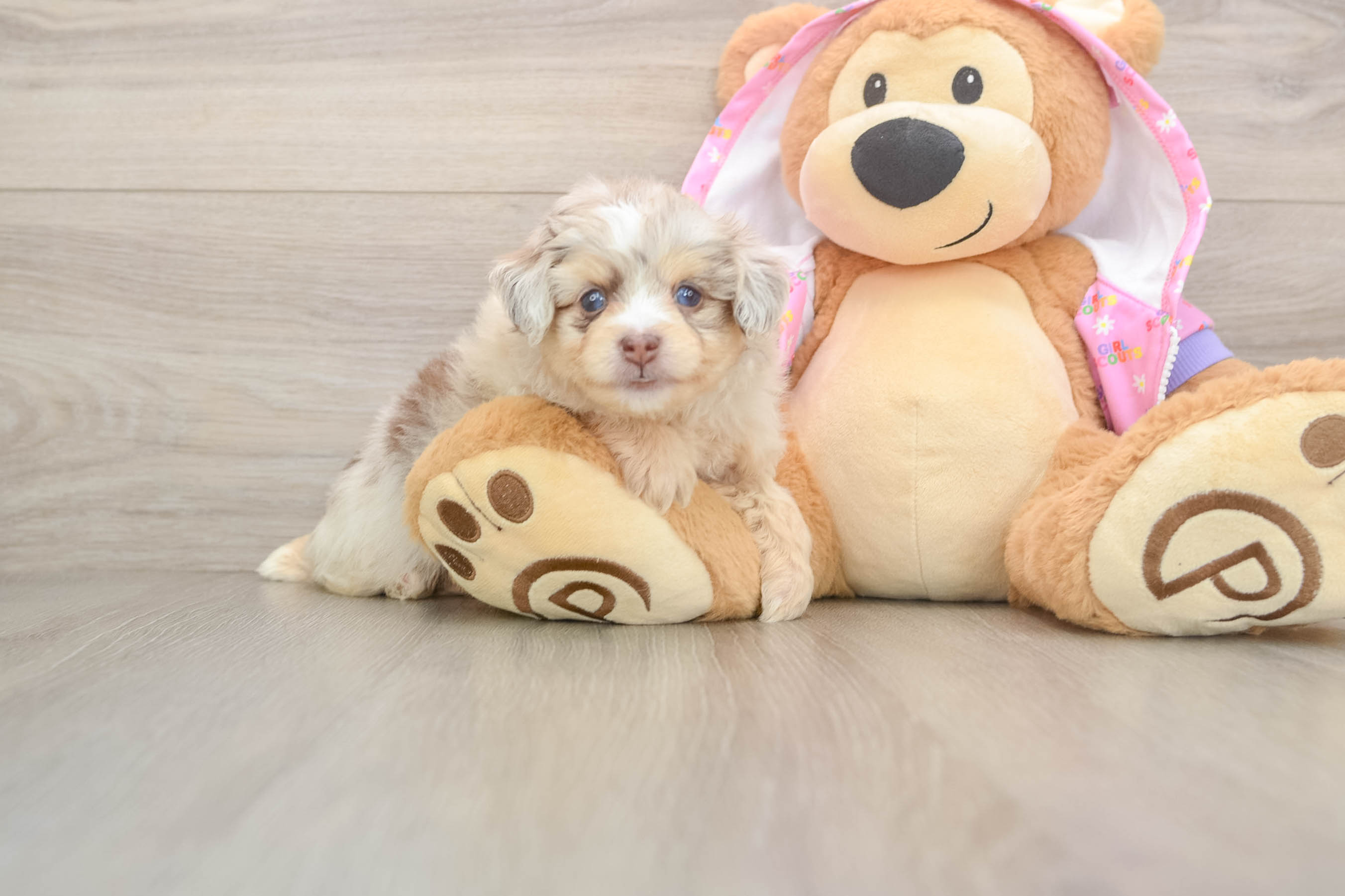 Small Mini Aussiedoodle Baby