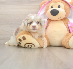 7 week old Mini Aussiedoodle Puppy For Sale - Lone Star Pups