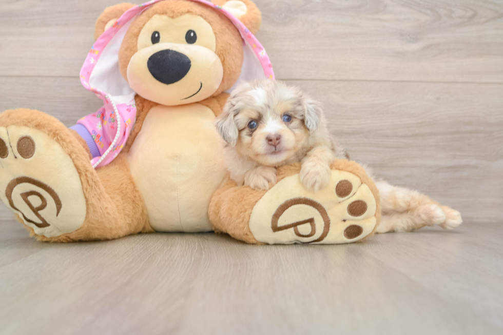 Best Mini Aussiedoodle Baby