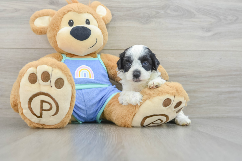 Little Mini Aussiepoo Poodle Mix Puppy