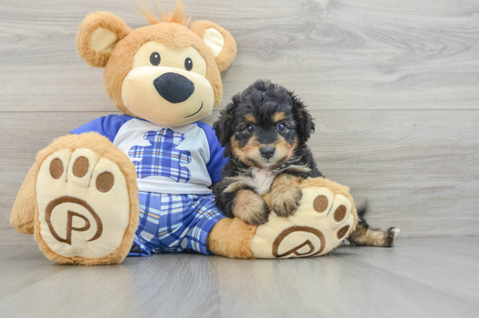 6 week old Mini Aussiedoodle Puppy For Sale - Lone Star Pups