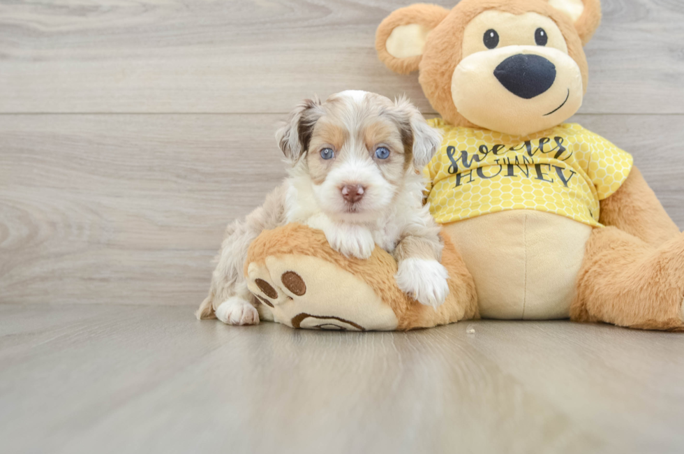 5 week old Mini Aussiedoodle Puppy For Sale - Lone Star Pups
