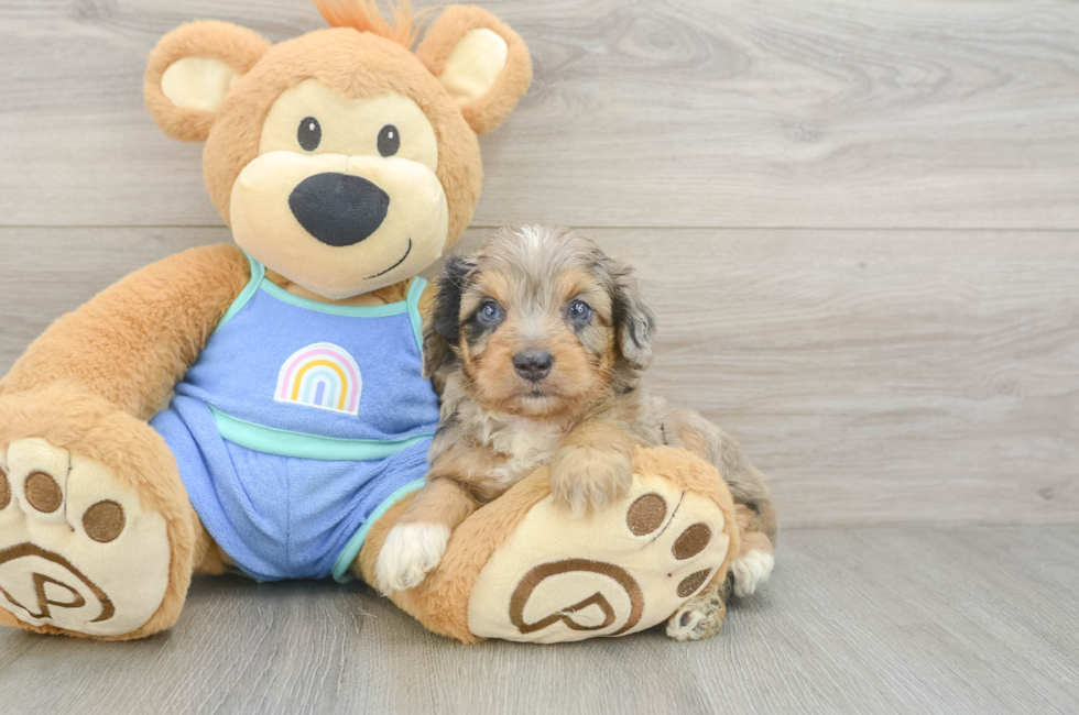5 week old Mini Aussiedoodle Puppy For Sale - Lone Star Pups