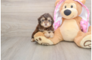 Best Mini Aussiedoodle Baby