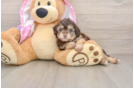 Hypoallergenic Aussiepoo Poodle Mix Puppy