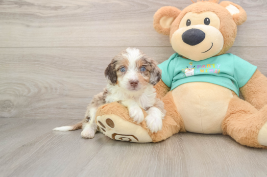 Friendly Mini Aussiedoodle Baby