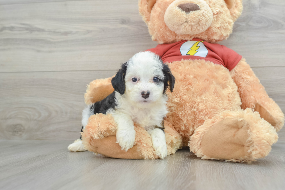 Fluffy Mini Aussiedoodle Poodle Mix Pup