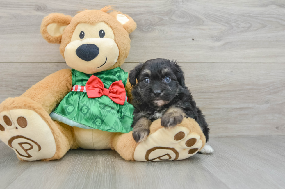 6 week old Mini Aussiedoodle Puppy For Sale - Lone Star Pups