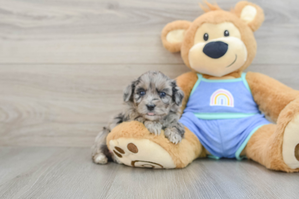 Best Mini Aussiedoodle Baby