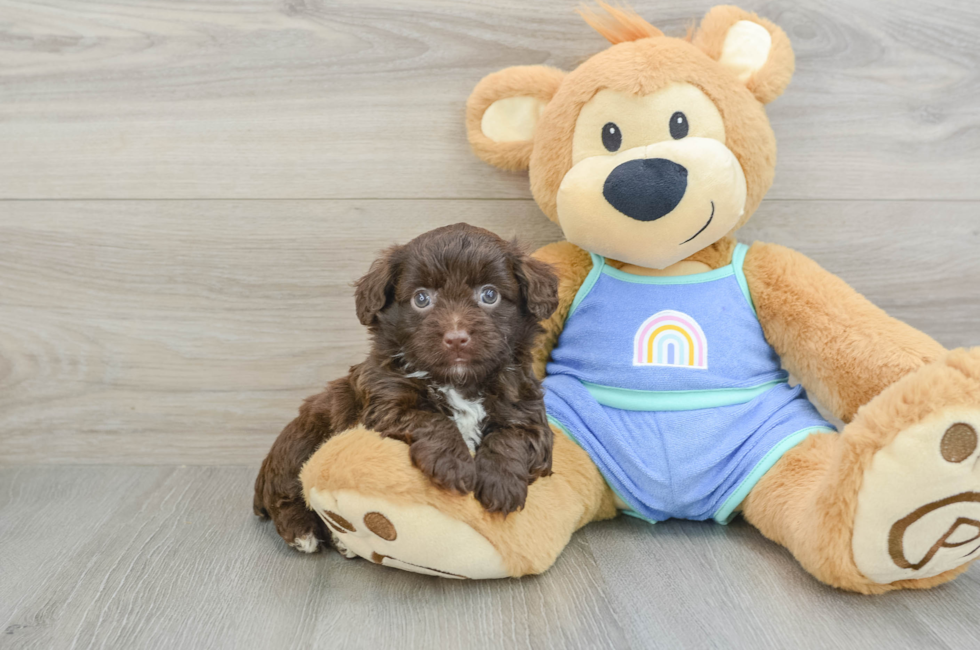 5 week old Mini Aussiedoodle Puppy For Sale - Lone Star Pups