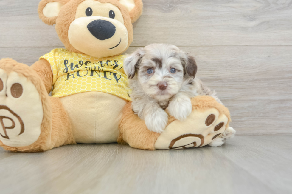 5 week old Mini Aussiedoodle Puppy For Sale - Lone Star Pups