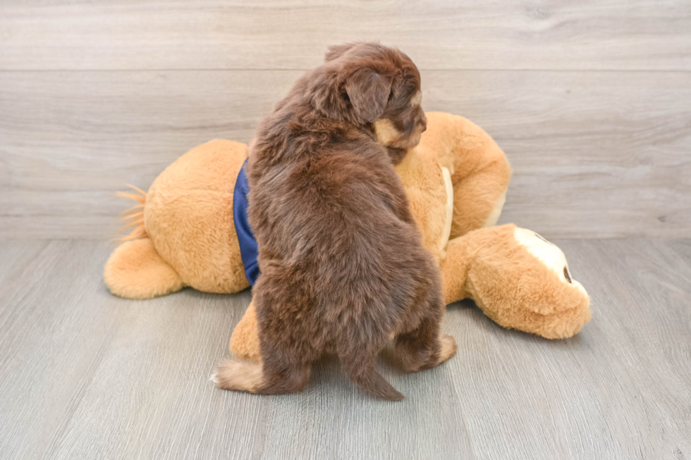 Little Mini Aussiepoo Poodle Mix Puppy