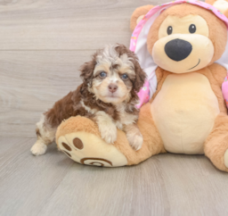 8 week old Mini Aussiedoodle Puppy For Sale - Lone Star Pups