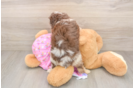 Little Aussiepoo Poodle Mix Puppy