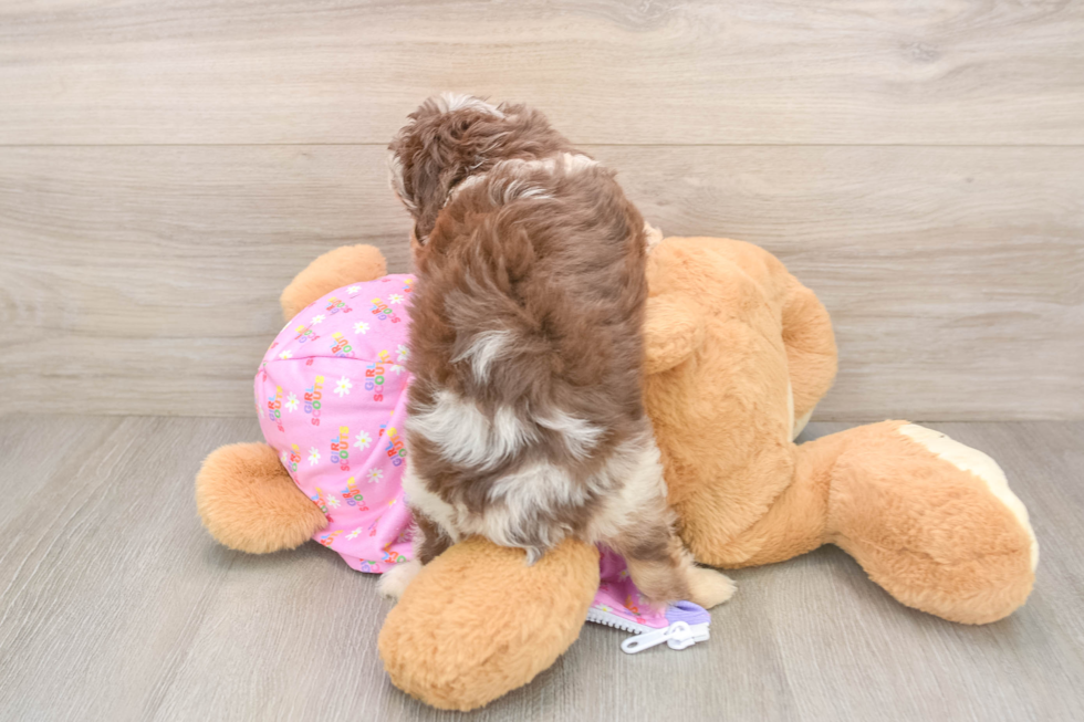 Little Aussiepoo Poodle Mix Puppy