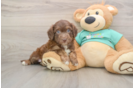 Little Aussiepoo Poodle Mix Puppy