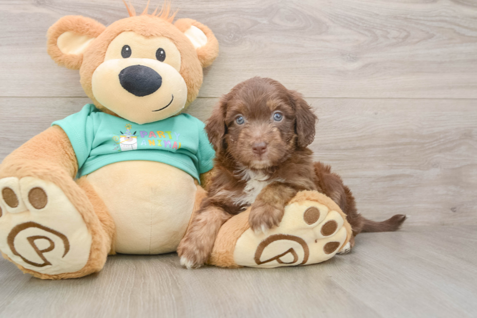 Best Mini Aussiedoodle Baby