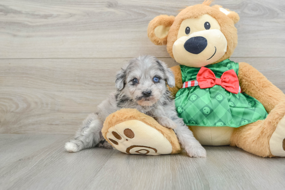 Mini Aussiedoodle Pup Being Cute