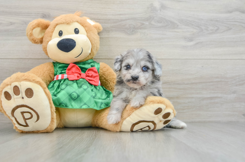 6 week old Mini Aussiedoodle Puppy For Sale - Lone Star Pups