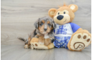 Cute Mini Aussiedoodle Baby