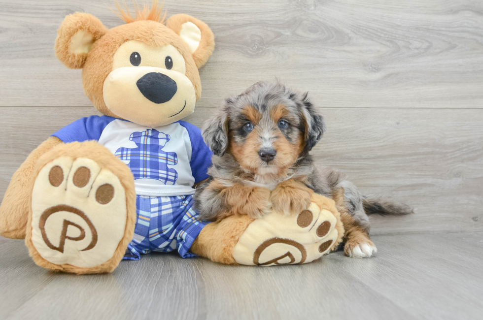 6 week old Mini Aussiedoodle Puppy For Sale - Lone Star Pups