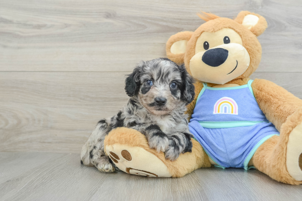 Mini Aussiedoodle Puppy for Adoption