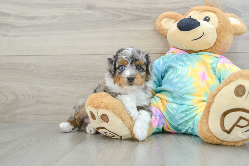 Best Mini Aussiedoodle Baby