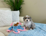 9 week old Mini Aussiedoodle Puppy For Sale - Lone Star Pups