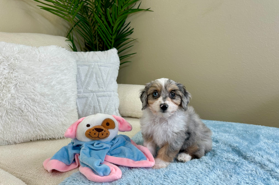 9 week old Mini Aussiedoodle Puppy For Sale - Lone Star Pups