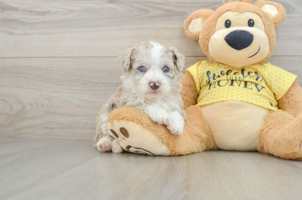 5 week old Mini Aussiedoodle Puppy For Sale - Lone Star Pups