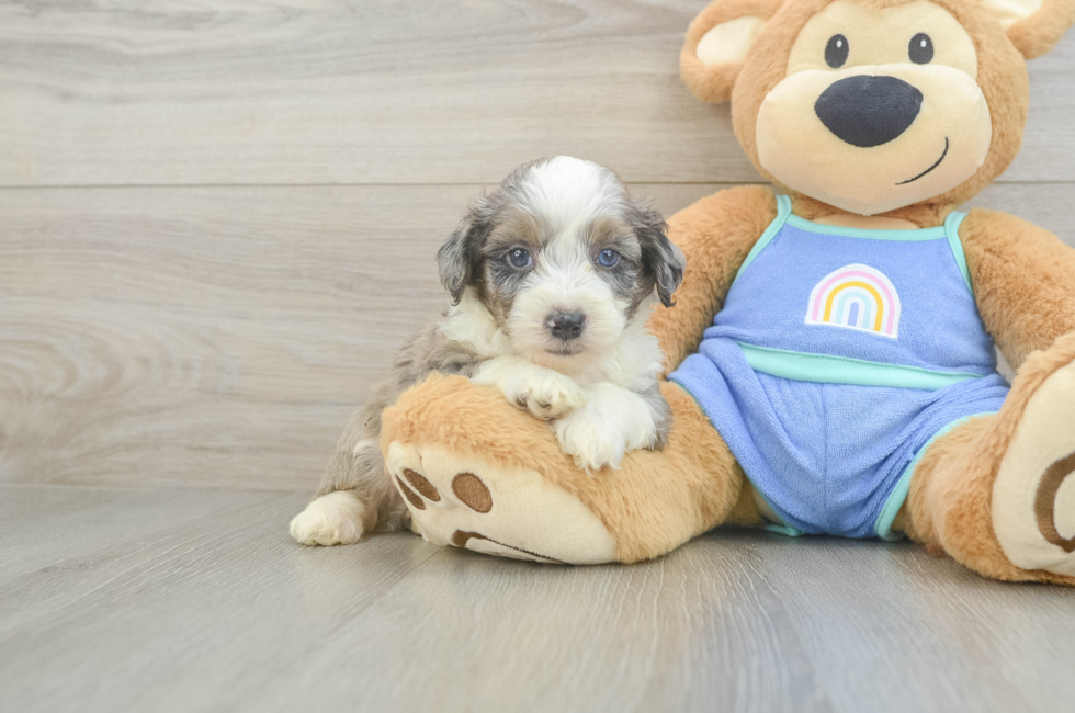 5 week old Mini Aussiedoodle Puppy For Sale - Lone Star Pups