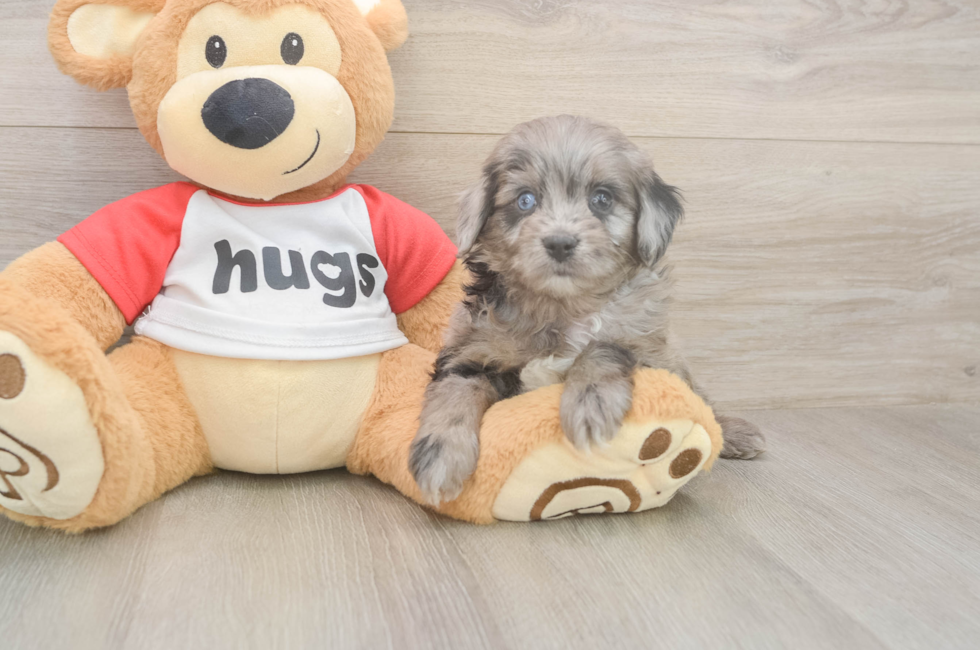 5 week old Mini Aussiedoodle Puppy For Sale - Lone Star Pups