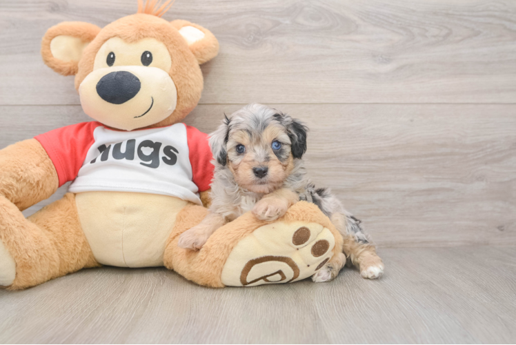 Mini Aussiedoodle Puppy for Adoption