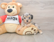 5 week old Mini Aussiedoodle Puppy For Sale - Lone Star Pups