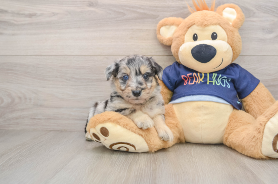 Happy Mini Aussiedoodle Baby