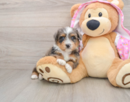 6 week old Mini Aussiedoodle Puppy For Sale - Lone Star Pups