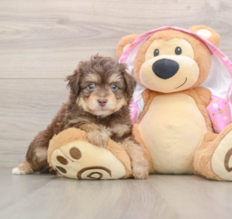 7 week old Mini Aussiedoodle Puppy For Sale - Lone Star Pups