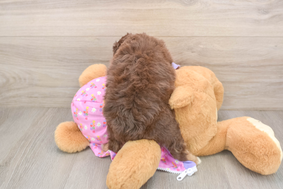 Mini Aussiedoodle Puppy for Adoption