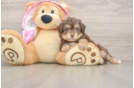 Mini Aussiedoodle Puppy for Adoption